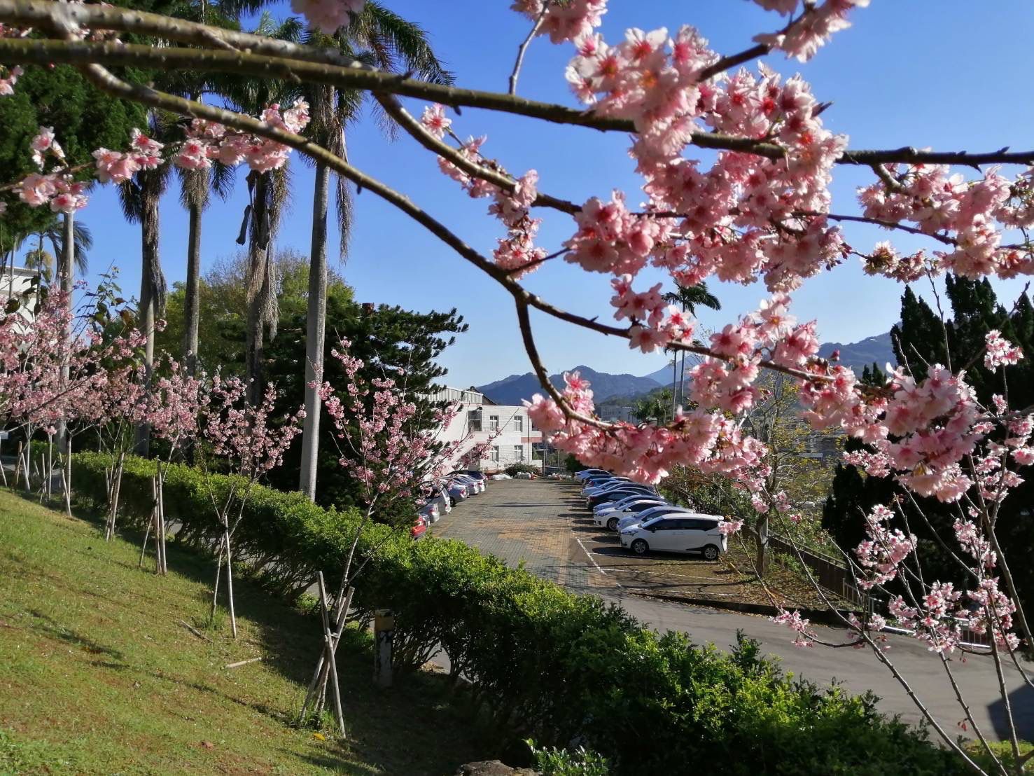 校園美景